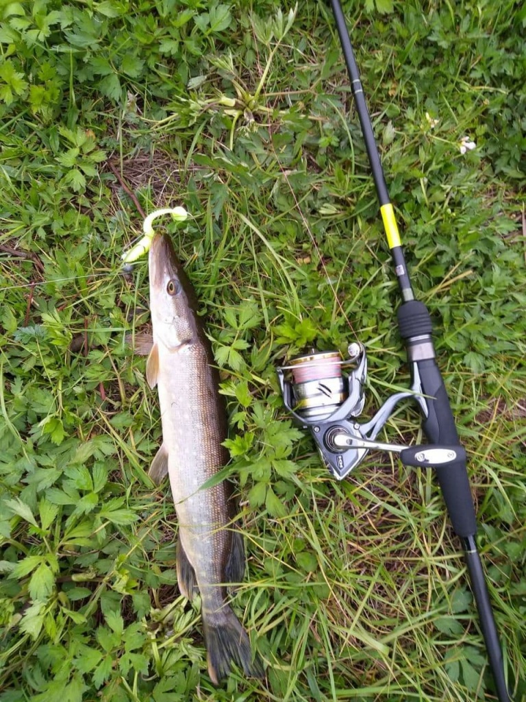 Salmo Elite JIG N TWITCH 28 2.23 (1).jpg